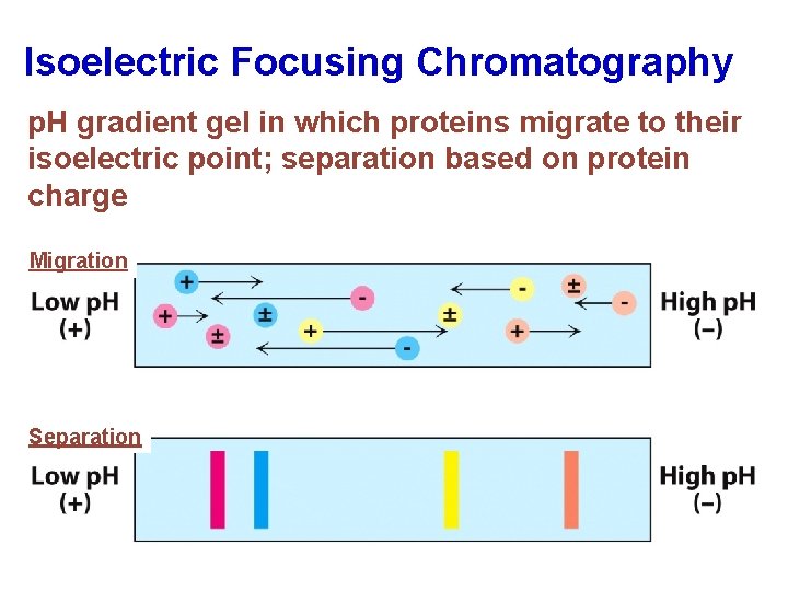 Isoelectric Focusing Chromatography p. H gradient gel in which proteins migrate to their isoelectric