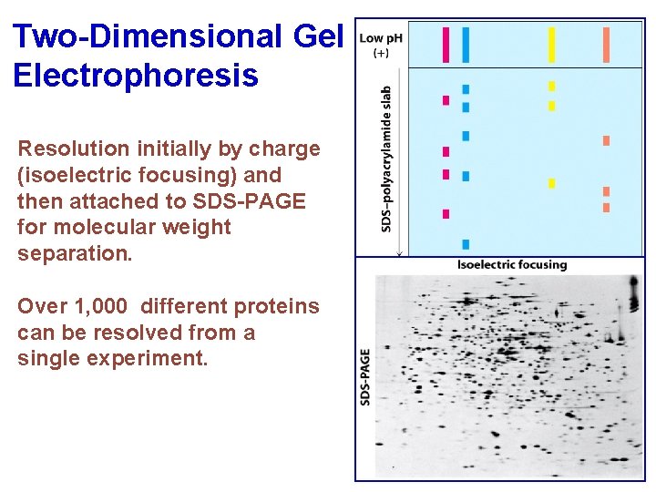 Two-Dimensional Gel Electrophoresis Resolution initially by charge (isoelectric focusing) and then attached to SDS-PAGE