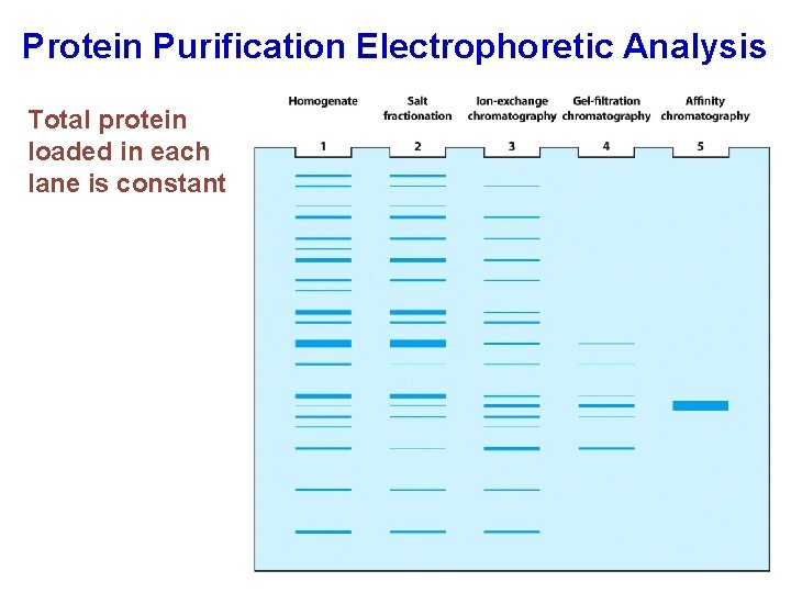 Protein Purification Electrophoretic Analysis Total protein loaded in each lane is constant 