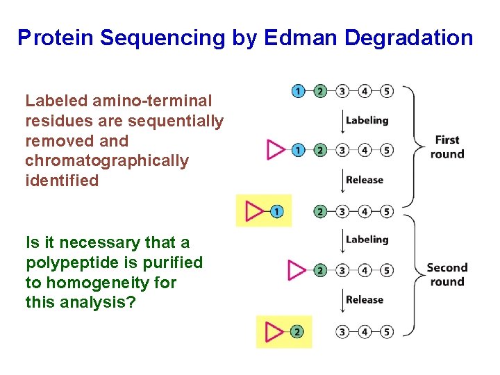 Protein Sequencing by Edman Degradation Labeled amino-terminal residues are sequentially removed and chromatographically identified