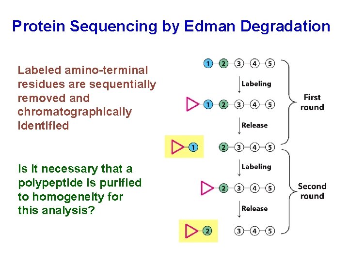 Protein Sequencing by Edman Degradation Labeled amino-terminal residues are sequentially removed and chromatographically identified