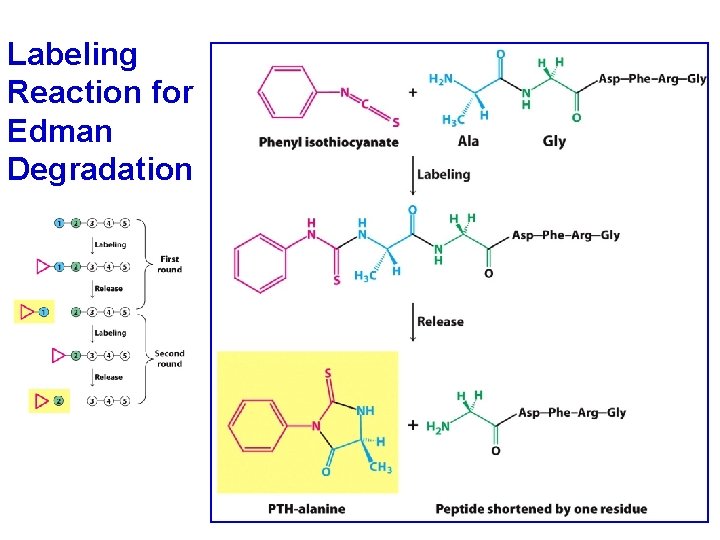 Labeling Reaction for Edman Degradation 