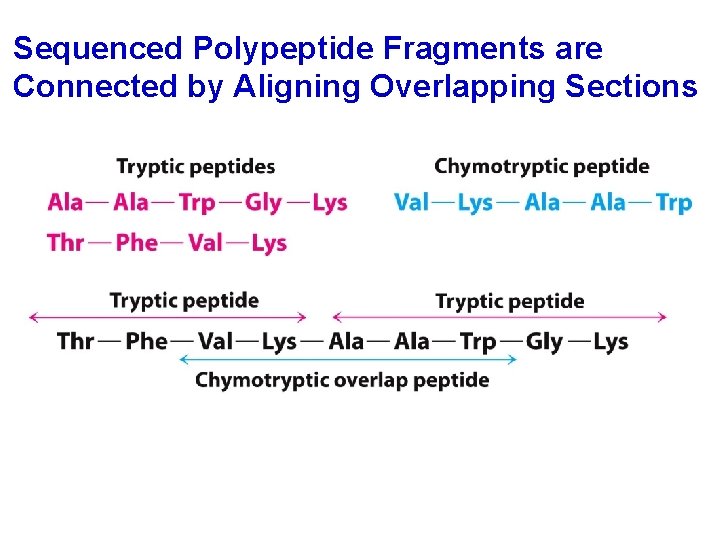 Sequenced Polypeptide Fragments are Connected by Aligning Overlapping Sections 