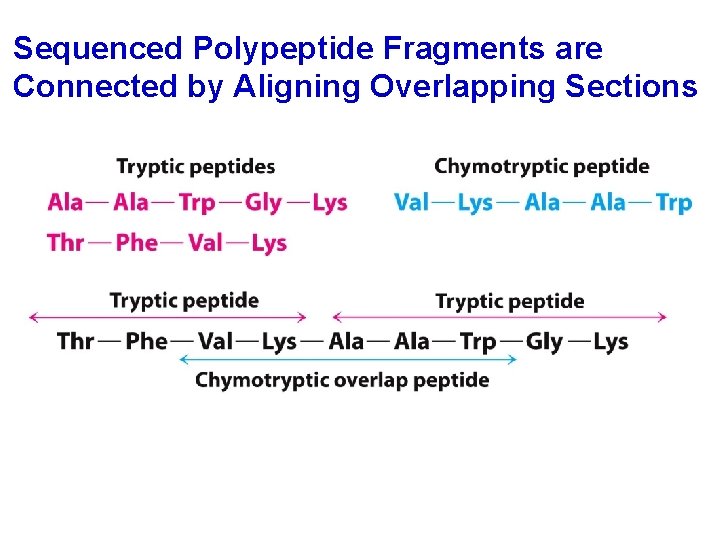 Sequenced Polypeptide Fragments are Connected by Aligning Overlapping Sections 