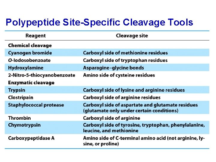 Polypeptide Site-Specific Cleavage Tools 