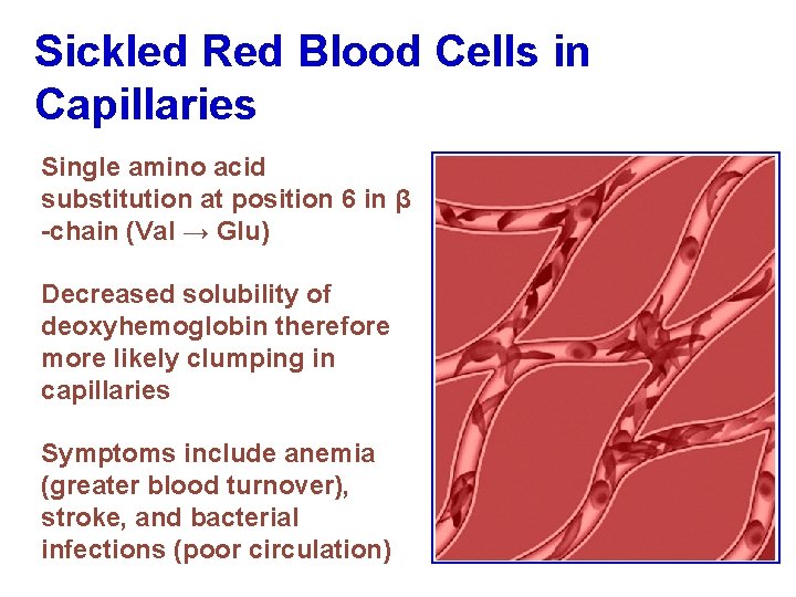Sickled Red Blood Cells in Capillaries Single amino acid substitution at position 6 in