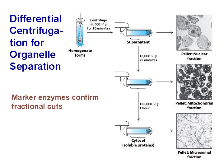 Differential Centrifugation for Organelle Separation Marker enzymes confirm fractional cuts 