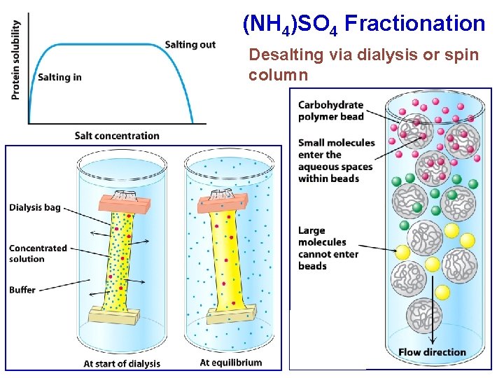 (NH 4)SO 4 Fractionation Desalting via dialysis or spin column 