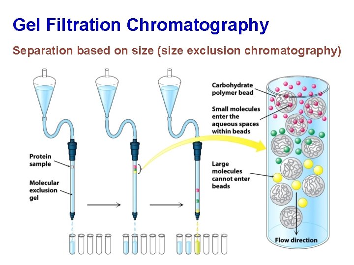 Gel Filtration Chromatography Separation based on size (size exclusion chromatography) 