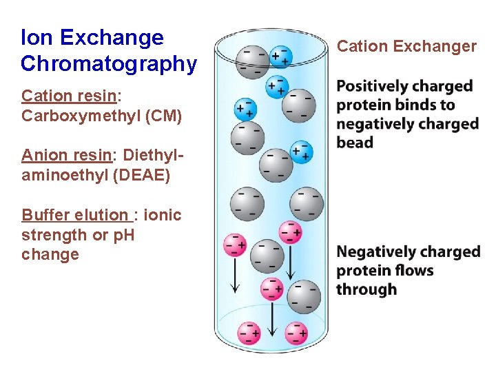 Ion Exchange Chromatography Cation resin: Carboxymethyl (CM) Anion resin: Diethylaminoethyl (DEAE) Buffer elution :