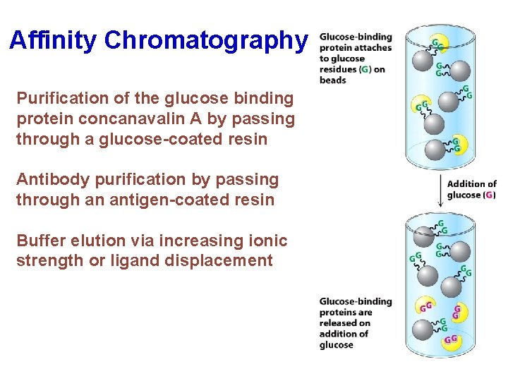 Affinity Chromatography Purification of the glucose binding protein concanavalin A by passing through a