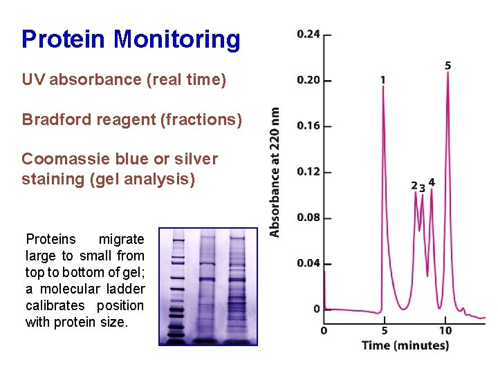 Protein Monitoring UV absorbance (real time) Bradford reagent (fractions) Coomassie blue or silver staining