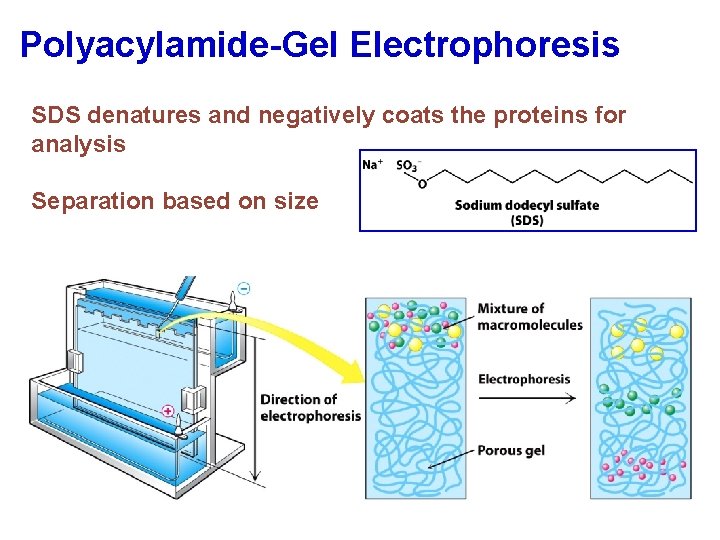 Polyacylamide-Gel Electrophoresis SDS denatures and negatively coats the proteins for analysis Separation based on