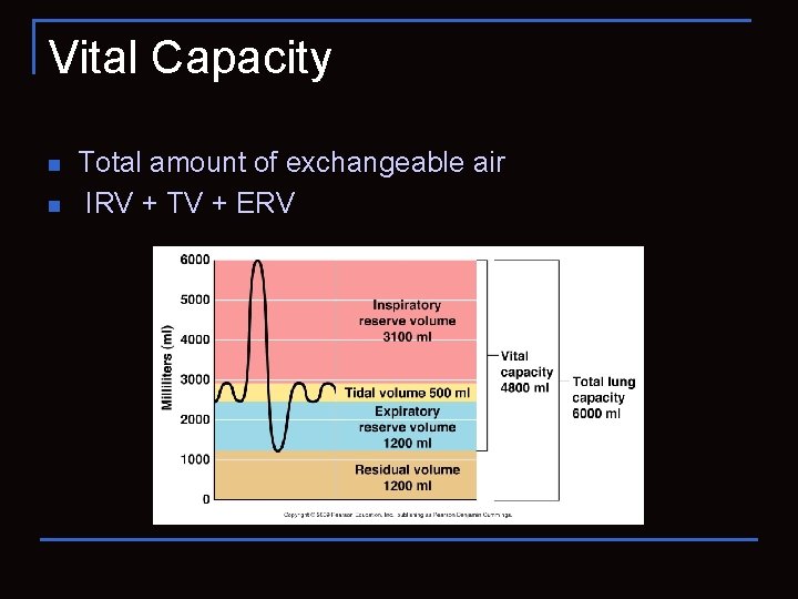 Vital Capacity n n Total amount of exchangeable air IRV + TV + ERV