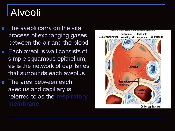 Alveoli n n n The aveoli carry on the vital process of exchanging gases