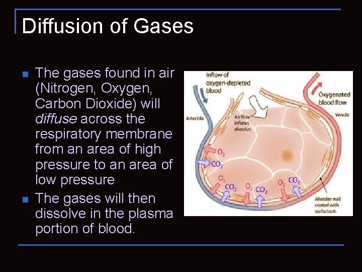 Diffusion of Gases n n The gases found in air (Nitrogen, Oxygen, Carbon Dioxide)