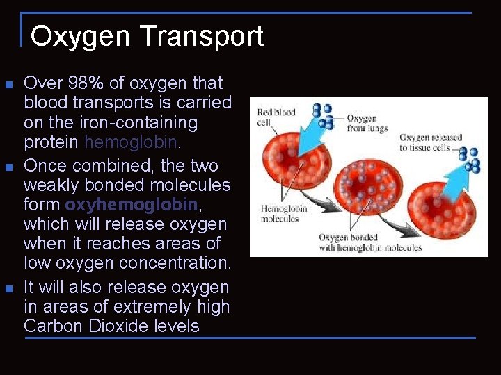 Oxygen Transport n n n Over 98% of oxygen that blood transports is carried