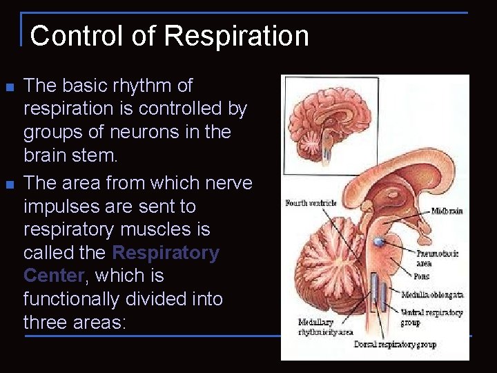 Control of Respiration n n The basic rhythm of respiration is controlled by groups