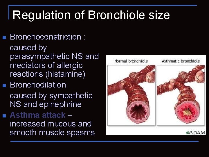 Regulation of Bronchiole size n n n Bronchoconstriction : caused by parasympathetic NS and