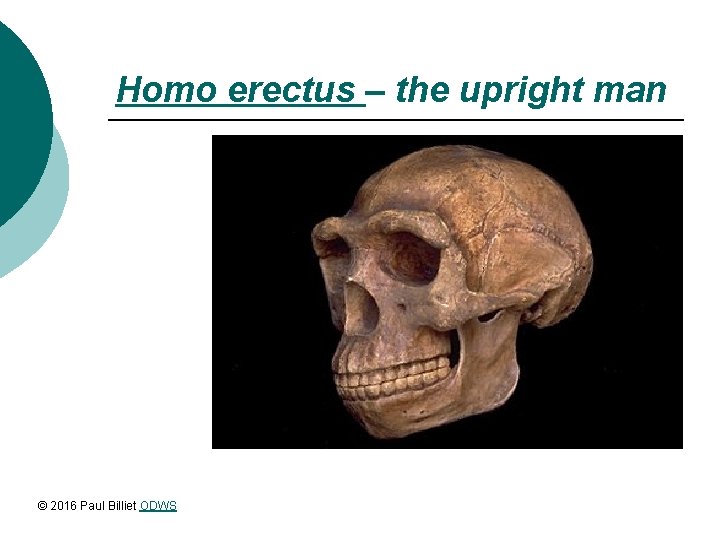 Homo erectus – the upright man © 2016 Paul Billiet ODWS 