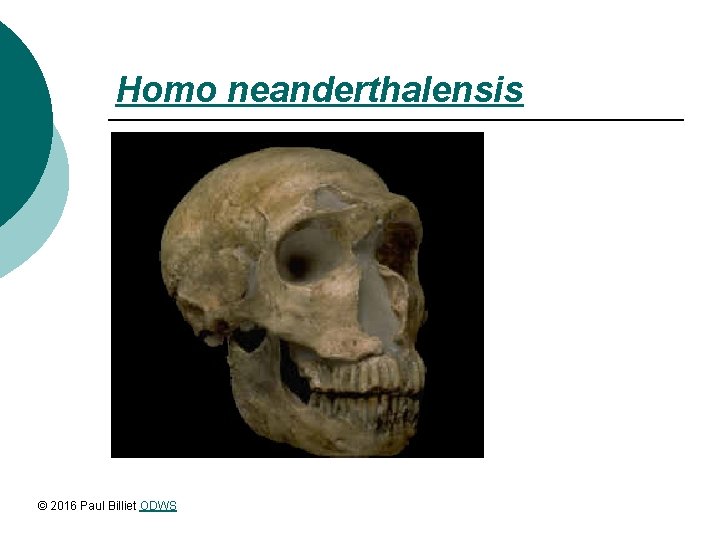 Homo neanderthalensis © 2016 Paul Billiet ODWS 