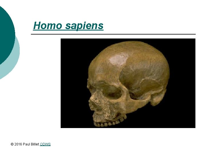 Homo sapiens © 2016 Paul Billiet ODWS 