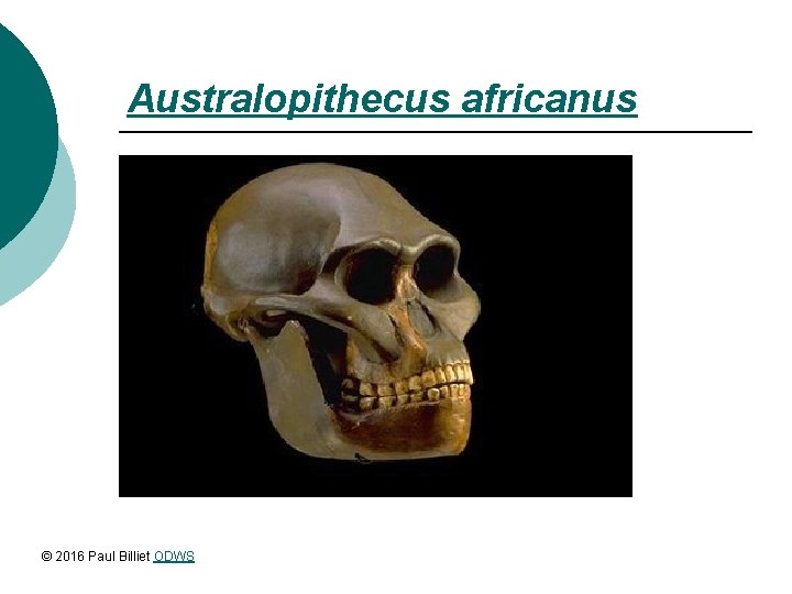 Australopithecus africanus © 2016 Paul Billiet ODWS 