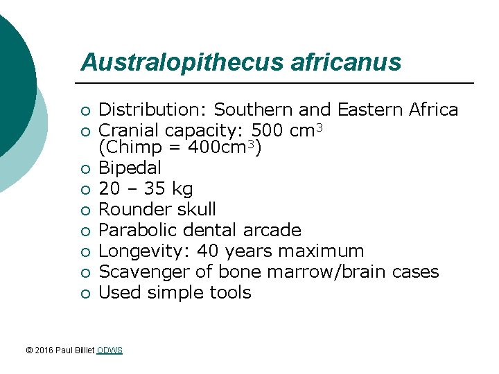 Australopithecus africanus ¡ ¡ ¡ ¡ ¡ Distribution: Southern and Eastern Africa Cranial capacity: