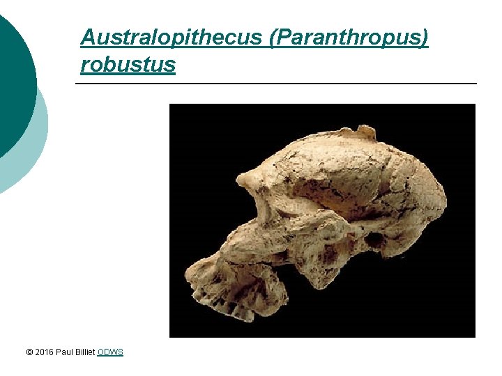 Australopithecus (Paranthropus) robustus © 2016 Paul Billiet ODWS 