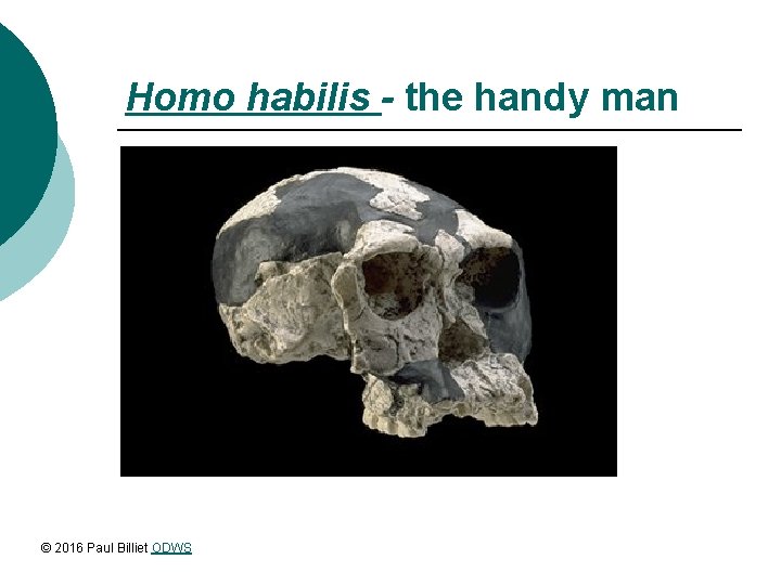 Homo habilis - the handy man © 2016 Paul Billiet ODWS 