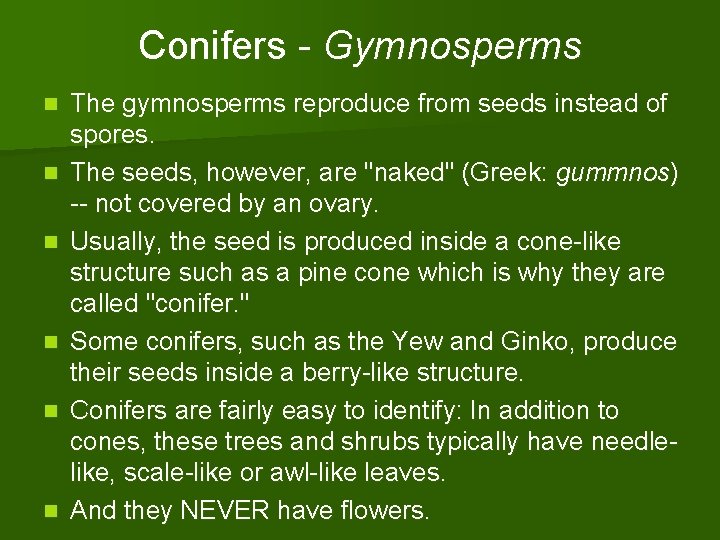 Conifers - Gymnosperms n n n The gymnosperms reproduce from seeds instead of spores.