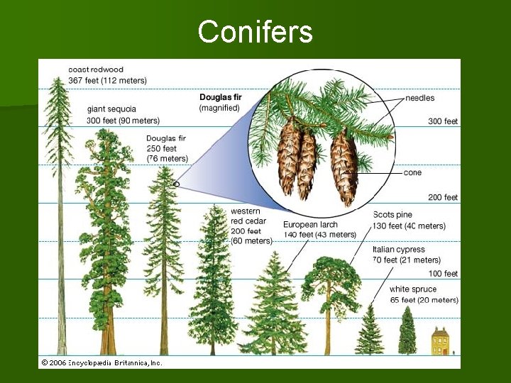 Conifers 