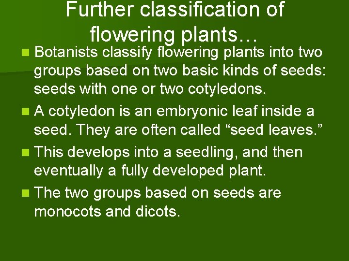 Further classification of flowering plants… n Botanists classify flowering plants into two groups based