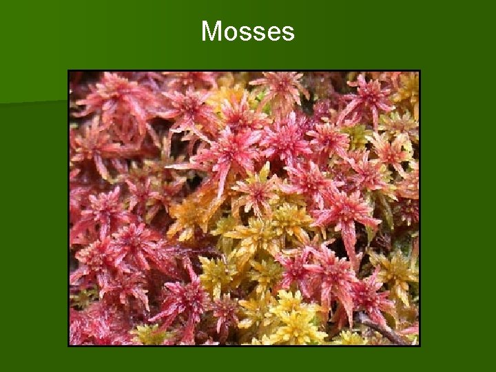 Mosses 