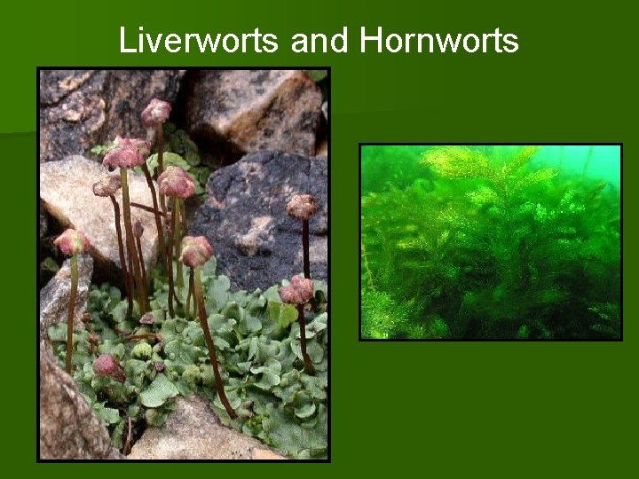 Liverworts and Hornworts 