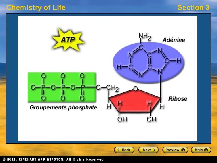 Chemistry of Life Section 3 