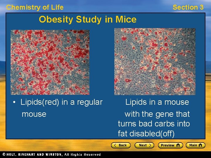 Chemistry of Life Section 3 Obesity Study in Mice • Lipids(red) in a regular