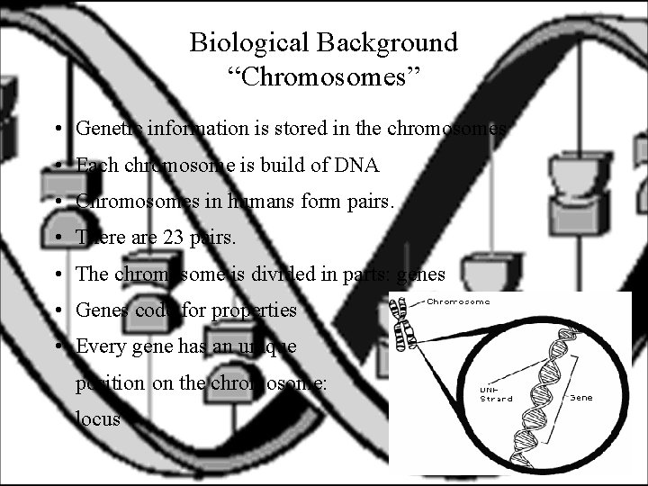 Biological Background “Chromosomes” • Genetic information is stored in the chromosomes • Each chromosome