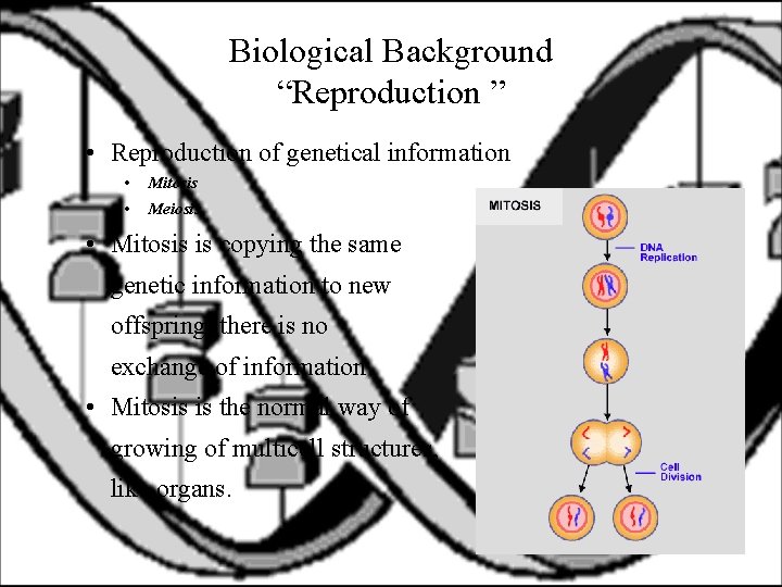 Biological Background “Reproduction ” • Reproduction of genetical information • Mitosis • Meiosis •