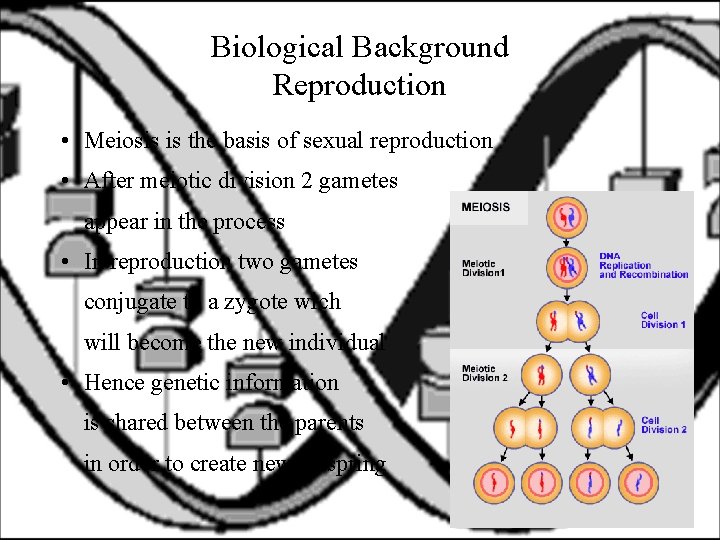 Biological Background Reproduction • Meiosis is the basis of sexual reproduction • After meiotic