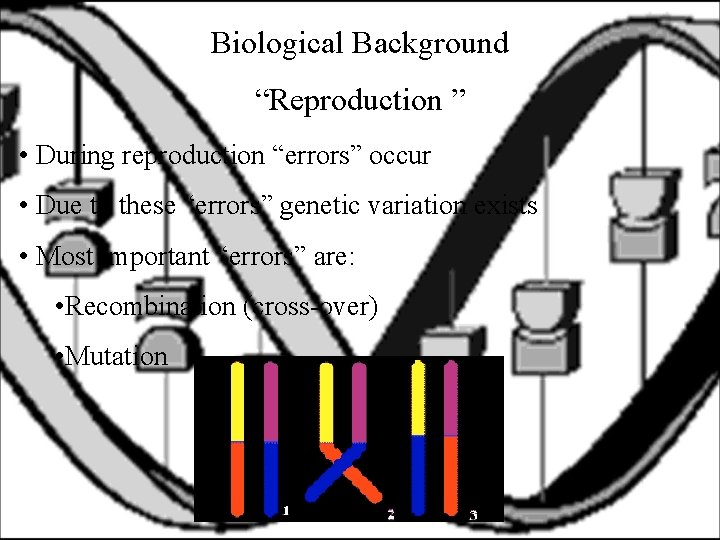 Biological Background “Reproduction ” • During reproduction “errors” occur • Due to these “errors”