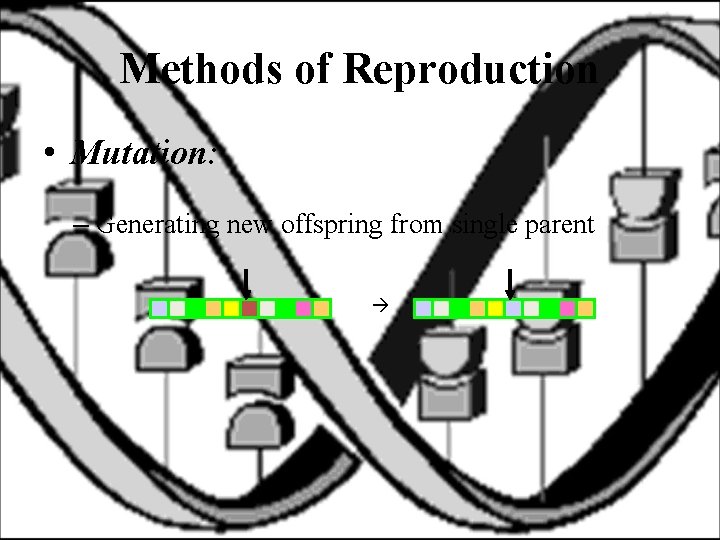 Methods of Reproduction • Mutation: – Generating new offspring from single parent 