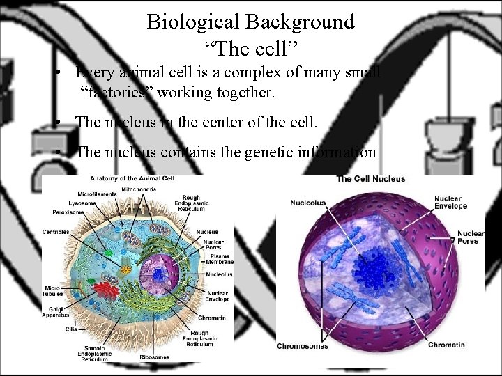 Biological Background “The cell” • Every animal cell is a complex of many small