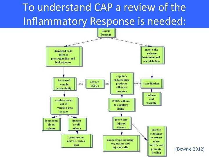 To understand CAP a review of the Inflammatory Response is needed: (Bowne 2012) 