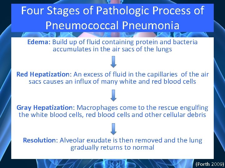 Four Stages of Pathologic Process of Pneumococcal Pneumonia Edema: Build up of fluid containing