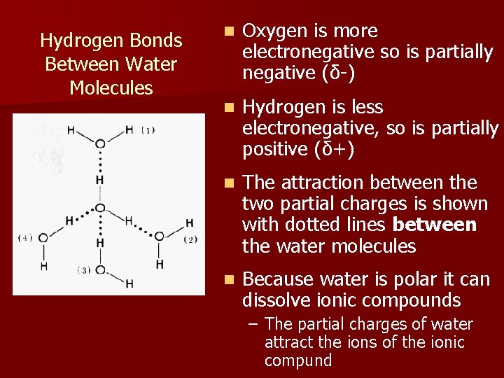 Hydrogen Bonds Between Water Molecules n Oxygen is more electronegative so is partially negative