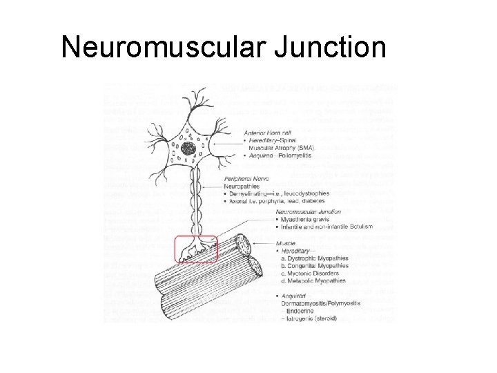Neuromuscular Junction 