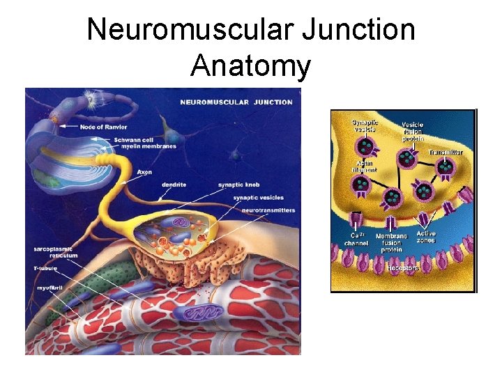 Neuromuscular Junction Anatomy 