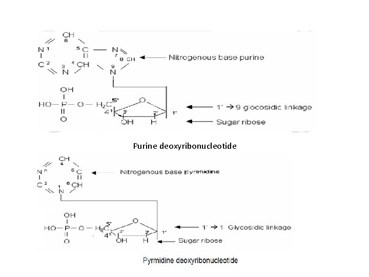 Purine deoxyribonucleotide 