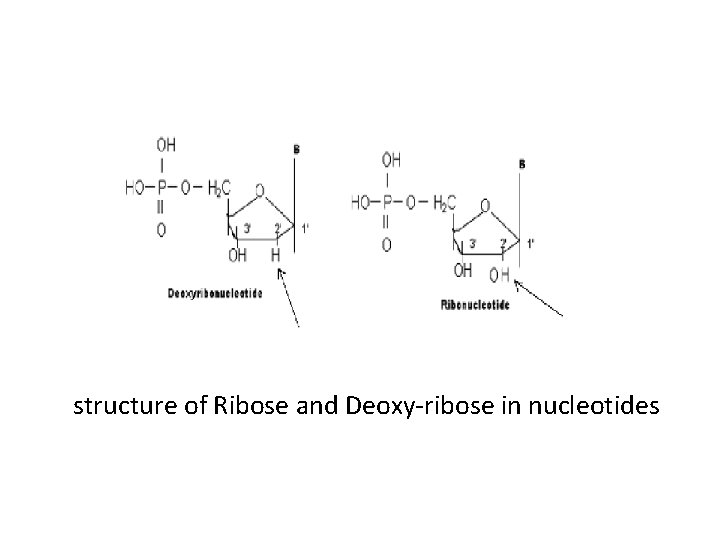 structure of Ribose and Deoxy-ribose in nucleotides 